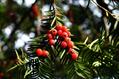 Taxus floridana